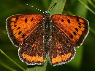 Weibchen Groer Feuerfalter Lycaena dispar Large Copper