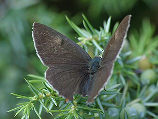 Nierenfleck-Zipfelfalter Thecla betulae Brown Hairstreak