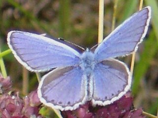 Kronwicken-Bluling Plebeius argyrognomon Reverdin's Blue