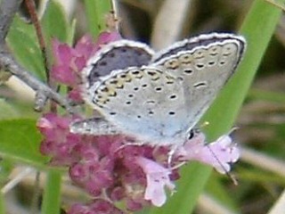 Kronwicken-Bluling Plebeius argyrognomon Reverdin's Blue