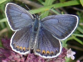 Kronwicken-Bluling Plebeius argyrognomon Reverdin's Blue