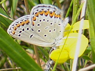 Kronwicken-Bluling Plebeius argyrognomon Reverdin's Blue