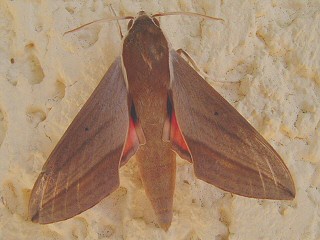 Theretra alecto  Levant Hawk-moth Orientalischer Weinschwärmer