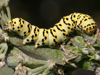 Raupe Cucullia lychnitis Spter Knigskerzen-Mnch Striped Lychnis