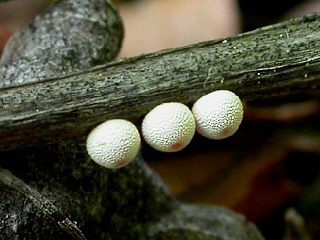Eier Schwarzer Apollo Parnassius mnemosyne Clouded Apollo