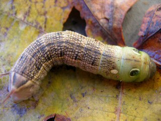 Raupen Gro�er Weinschw�rmer Hippotion celerio Silver-striped Hawk-moth