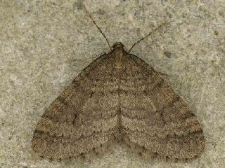Männchen Kleiner Frostspanner   Operophtera brumata   Winter Moth