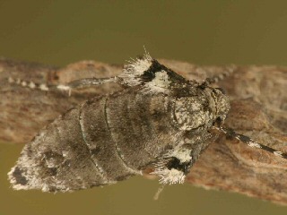 Weibchen Kleiner Frostspanner   Operophtera brumata   Winter Moth