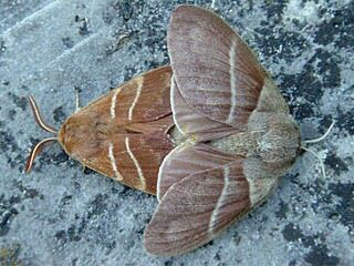 Paarung Brombeerspinner Macrothylacia rubi Fox Moth