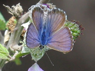 Mnnchen Kanarischer Bluling Cyclyrius webbianus Canary Blue