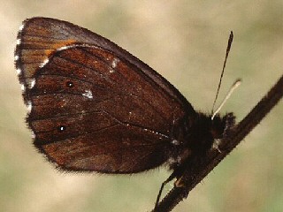 Erebia euryale Larger Ringlet