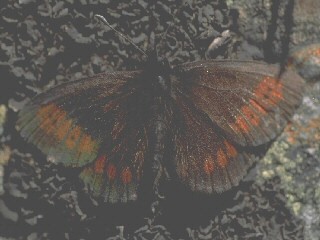 Gelbgefleckter Mohrenfalter Erebia manto Yellow-spotted Ringlet
