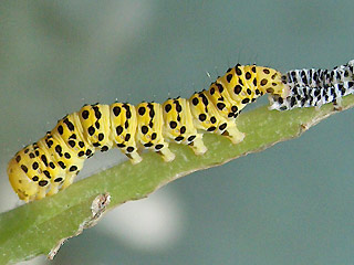 Raupe bei Hutung Cucullia lychnitis Spter Knigskerzen-Mnch Graubestubter Knigskerzen-Mnch Striped Lychnis