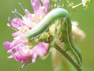 Raupe Antitype chi Chi-Eule Grey Chi