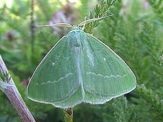 Smaragd-Grnspanner Antonechloris smaragdaria Essex Emerald