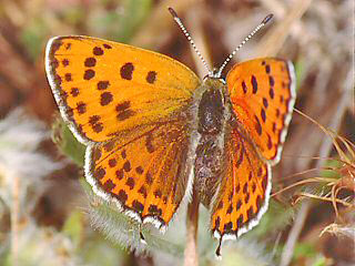 Lycaena thersamon Lesser Fiery Copper