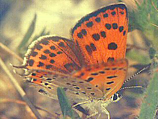 Lycaena thersamon Lesser Fiery Copper