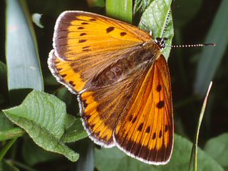 Weibchen Groer Feuerfalter Lycaena dispar Large Copper