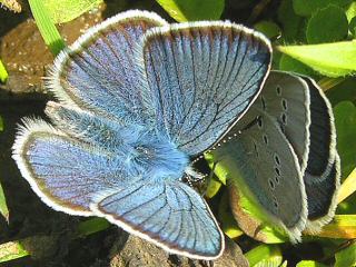 Balz Rotklee-Bläuling Polyommatus  ( Cyaniris ) semiargus Mazarine Blue (15465 Byte)