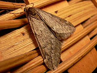 Frhlings-Kreuzflgel Alsophila aescularia March Moth