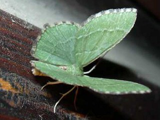 Gebsch-Grnspanner Hemithea aestivaria Common Emerald