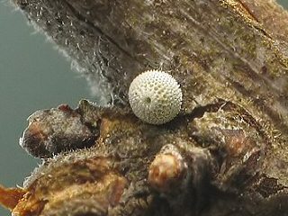 Nierenfleck-Zipfelfalter Thecla betulae Brown Hairstreak