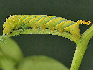 Raupe Acherontia atropos Totenkopfschwrmer Deathhead Hawk-moth (27494 Byte)