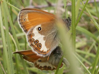 Balz Weibindiges Wiesenvgelchen Coenonympha arcania Pearly Heath Perlgrasfalter