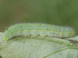 Raupe Rapsweiling   Green-veined White   Pieris napi