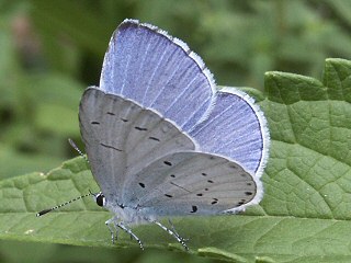 Männchen Faulbaumbläuling Celastrina argiolus Holly Blue