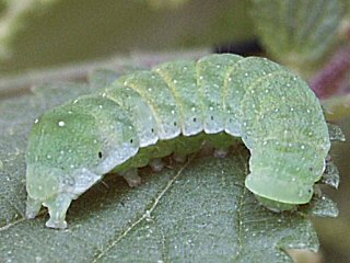 Raupe Gelbfleck-Waldschatteneule Euplexia lucipara Small Angle Shades