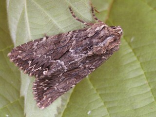 Apamea monoglypha Groe Grasbscheleule Dark Arches