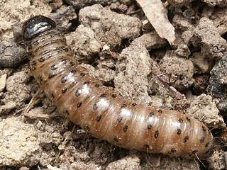 Raupe Apamea monoglypha Groe Grasbscheleule Dark Arches