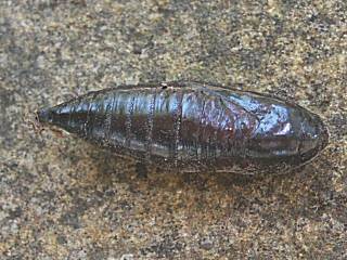 Puppe Apamea monoglypha Groe Grasbscheleule Dark Arches