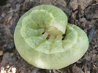 Grüne Raupe Kohleule Mamestra brassicae Cabbage Moth