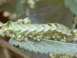 Raupe Flohkrauteule Melanchra persicariae Dot Moth