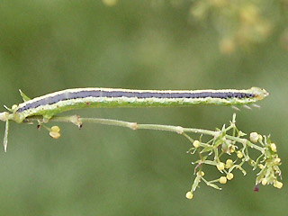 Raupe Catarhoe cuculata Braunbinden-Blattspanner Royal Mantle