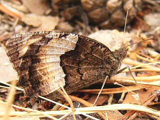 Kleiner Waldportier Hipparchia hermione (alcyone) Rock Grayling