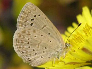 Zizeeria knysna African Grass Blue