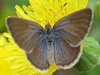 Zizeeria knysna African Grass Blue