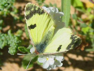 Euchloe (Elphinstonia) charlonia Green Black-Tip