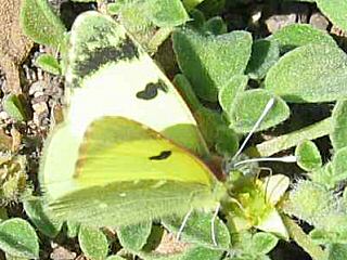 Euchloe (Elphinstonia) charlonia Green Black-Tip