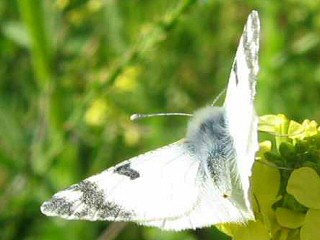 Euchloe hesperidum