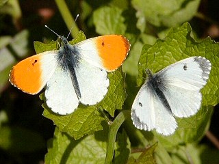 Prchen Aurorafalter Anthocharis cardamines Orange Tip