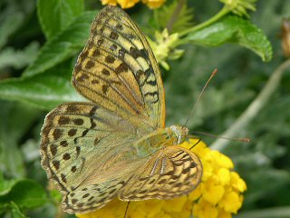Kardinal  Argynnis pandora  Cardinal