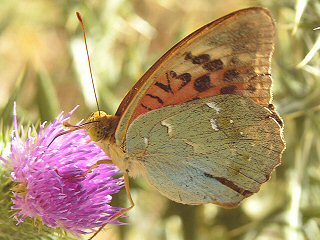 Kardinal  Argynnis pandora  Cardinal