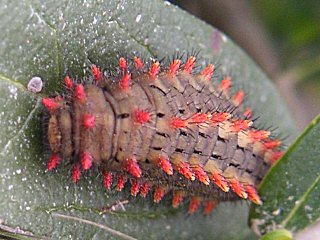 Raupe Spanischer Osterluzeifalter Zerynthia rumina Spanish Festoon 