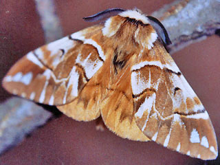 Männchen Birkenspinner Endromis versicolora Kentish Glory