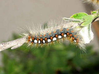Raupe Leucoma salicis Pappel-Trägspinner White Satin Moth
