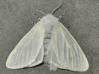 Leucoma salicis Pappel-Trägspinner White Satin Moth